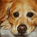 Golden Retriever Itty Bitty Dog Portrait Painting in OIL by LARA