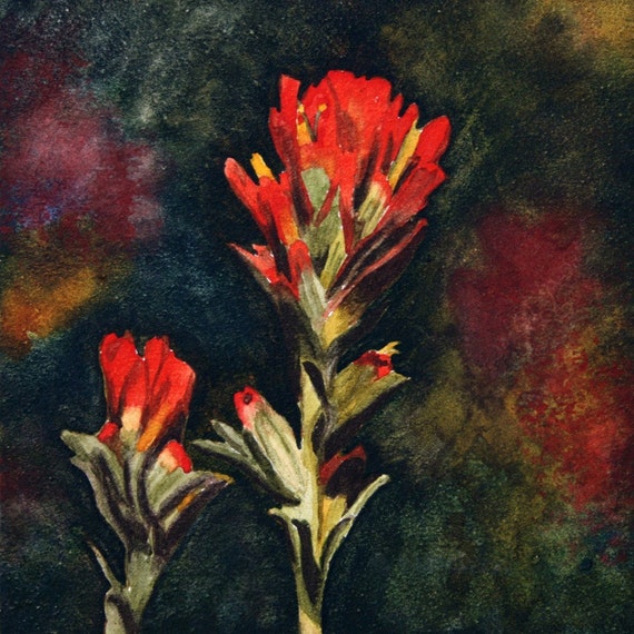 indian paintbrush watercolor