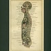 Antique Medical Scientific Illustration of The Human Body 1906 Print