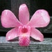 REAL Natural Medium Rose Pink ORCHID Pin and Pendant
