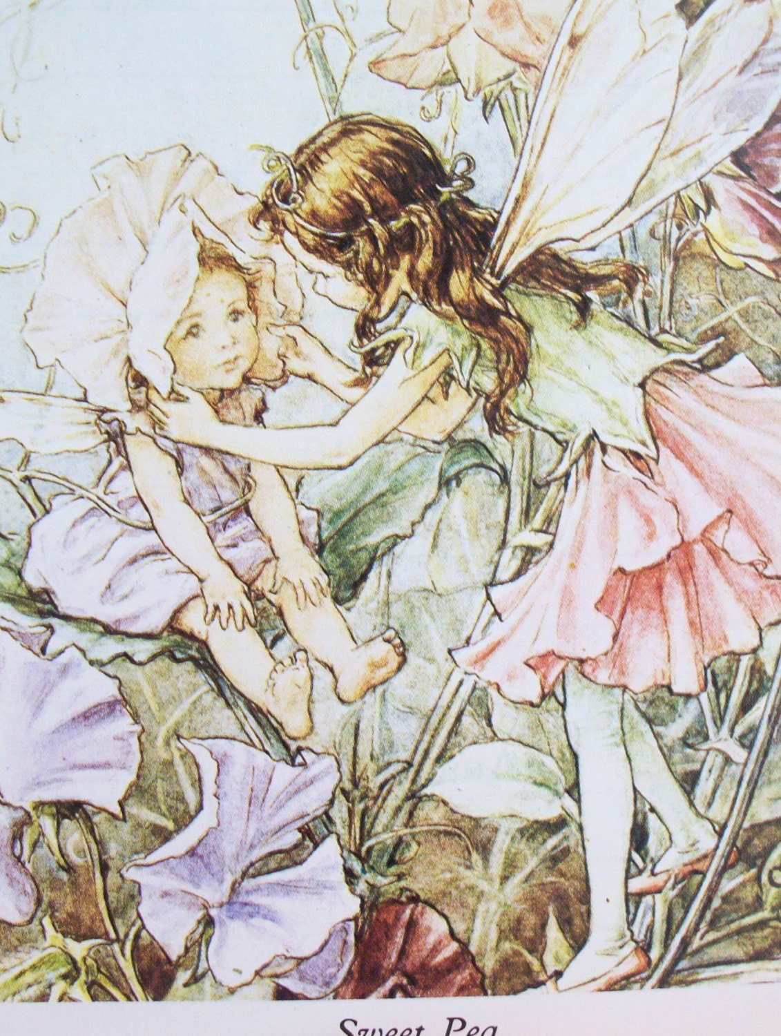 Vintage Blossom Fairy Illustrations