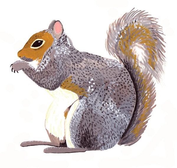 Gray Squirrel 5x7 Print by smalladventure on Etsy