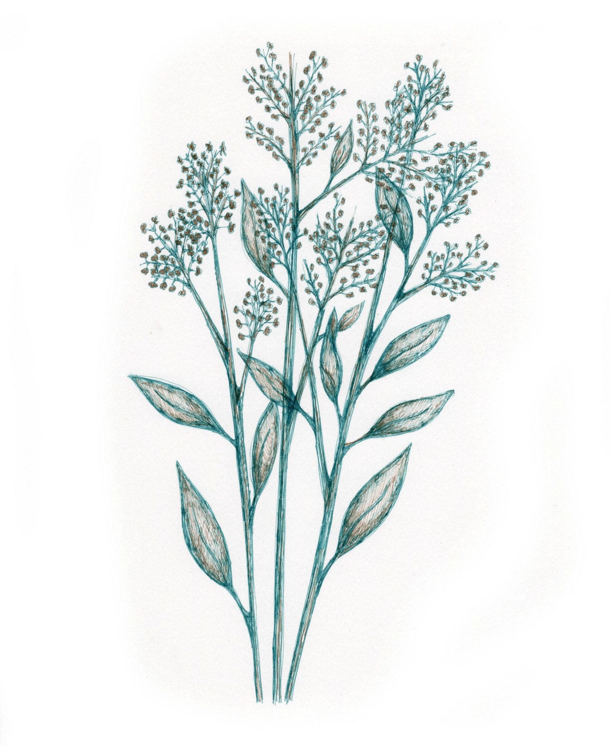 Baby's Breath Sketch