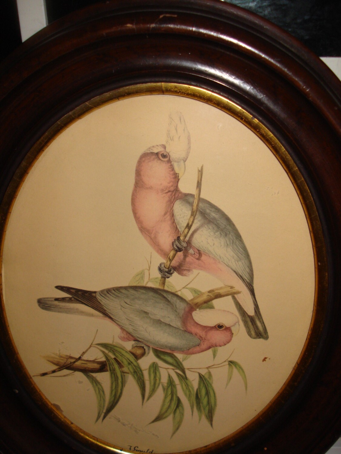 Beautiful Pair T. Gould Bird Prints in Original Oval Wooden