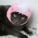 Custom Cozy Cat Hat