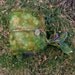 handmade rustic book of moss and secrets from the enchanted forest