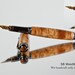 Big Leaf Maple Fountain Pen