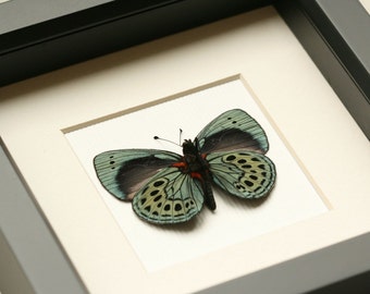 Butterfly Taxidermy Charles Darwin Real Butterfly Display F1058