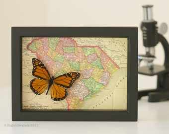 Map of South Carolina with Monarch butterfly