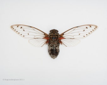Real Framed Cicada World Largest species of Cicada