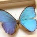 Blue Morpho Framed Butterfly Display (white washed frame)