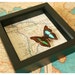 South American Framed Butterfly Map Display