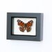 Europe Peacock Inachis Io Framed Butterfly Display