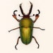 Real Beetle display - Green Stag Insect Display