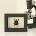 Purple Framed Scarab Beetle Museum Quality Insect Frame