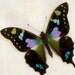 Purple Mountain Swallowtail Butterfly Shadowbox
