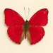 Butterfly Shadowbox Heart Shaped Cymothoe sangaris