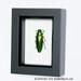 Real Beetle Display Banded Jewel Beetle family buprestidae