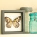 Paper Kite Butterfly Display - idea leuconoe species