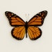 Framed Monarch butterfly in museum display