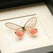 Real Butterfly Pink Glasswing Framed Museum Display