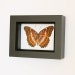 Leopard Lacewing Framed Butterfly Display