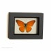 Framed Butterfly Orange Albatross FREE SHIPPING 1080