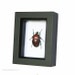 Framed Beetle Display Fruit Chafer Shadowbox Insect