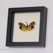 Real Framed Insect Lanternfly Fulgora viridirostris