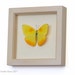 Holiday Gift Yellow Butterfly Framed Insect