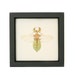 Walking Leaf Museum Quality Framed Insect Display