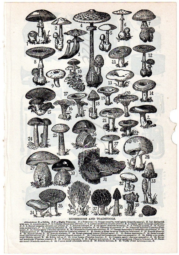 FUNGI 1943 ILLUSTRATED DICTIONARY PAGE