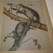 Vintage Virginia Possums Natural History Chromolithograph Print Wild American Animals 1890s Book Plate Vibrant Blue Gray Red Paper Ephemera