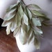 Silk Millinery Leaves Vintage Japanese in Green & Beige for Bridal, Boutonnieres, Millinery Design, Floral Supply, Crafts ML 132