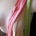 Foldover Elastic in Tutti Frutti - 2 yards each of 3 colors