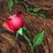 thethornandrose
