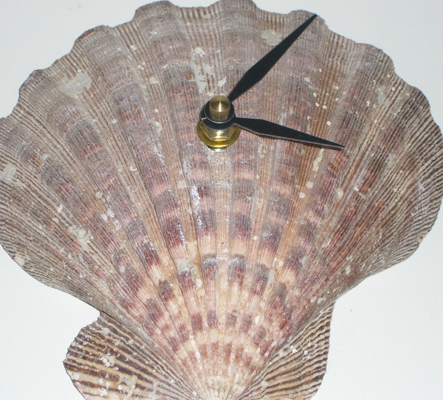 Shells Sells Sea Shells Clocks.