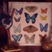 Miniature Exotic Butterfly Collection