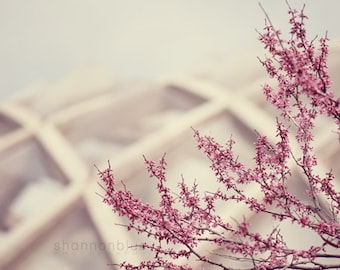 pink spring nature photography / flower, blossom, bloom, purple, lilac, lavender, geometric / redbud / 8x10 fine art photo