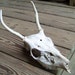 Vintage Deer Skull with Antlers