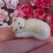 A tiny sleeping dollhouse kitten