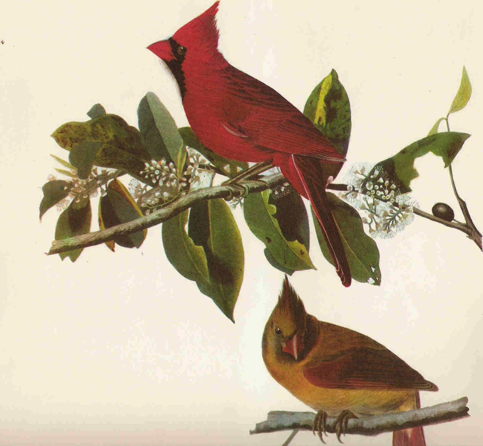 Audubon Cardinal Bird Print of Original Audubon Painting