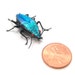 dichroic glass Turquoise Mini Jewel Beetle - sparkly glass figurine
