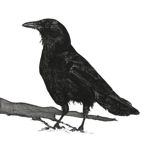 Pen and Ink Drawing Black Crow Reproduction Print Art