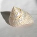 Pearlized Trocus Collectors Specimen Seashell