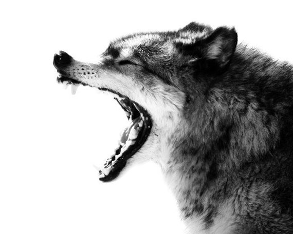 Wolf Art Minimal Intense Gray Wolf Portrait Photo 8x10