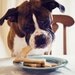 Boxer Dog Eating Biscuits at Table - "I'll have this one, thank you" - Photo Greeting Card - Blank Dog Note Card