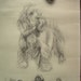cocker spaniel illustration