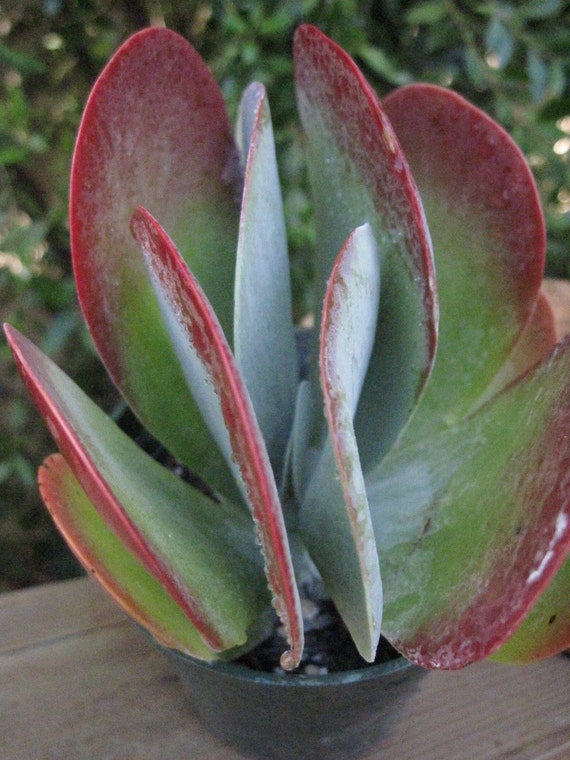 Kalanchoe luciae Red Pancake Plant