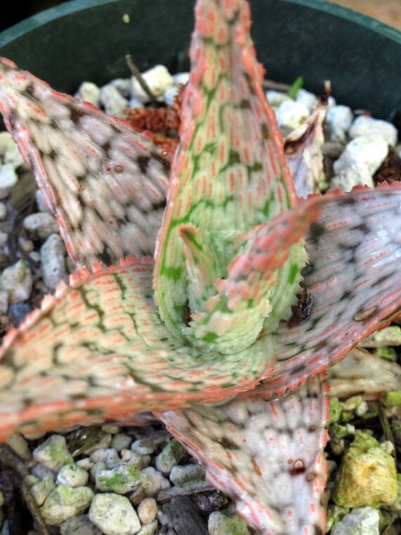 Dwarf Aloe hybrid Pink and Green Form with by GreenHouseBotanical